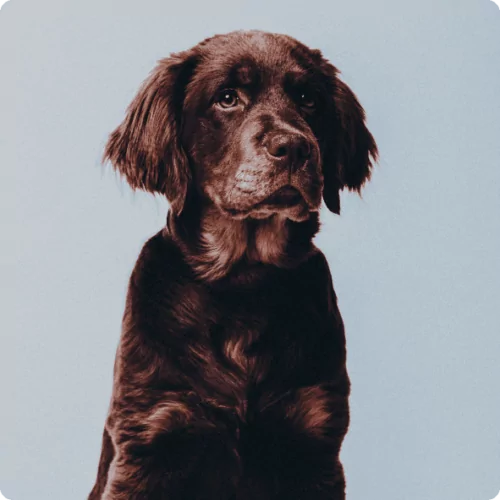 Digitale Bannerwerbung